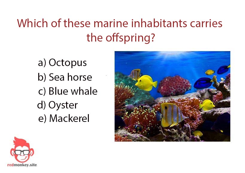 Which of these marine inhabitants carries the offspring Quiz - Question 8